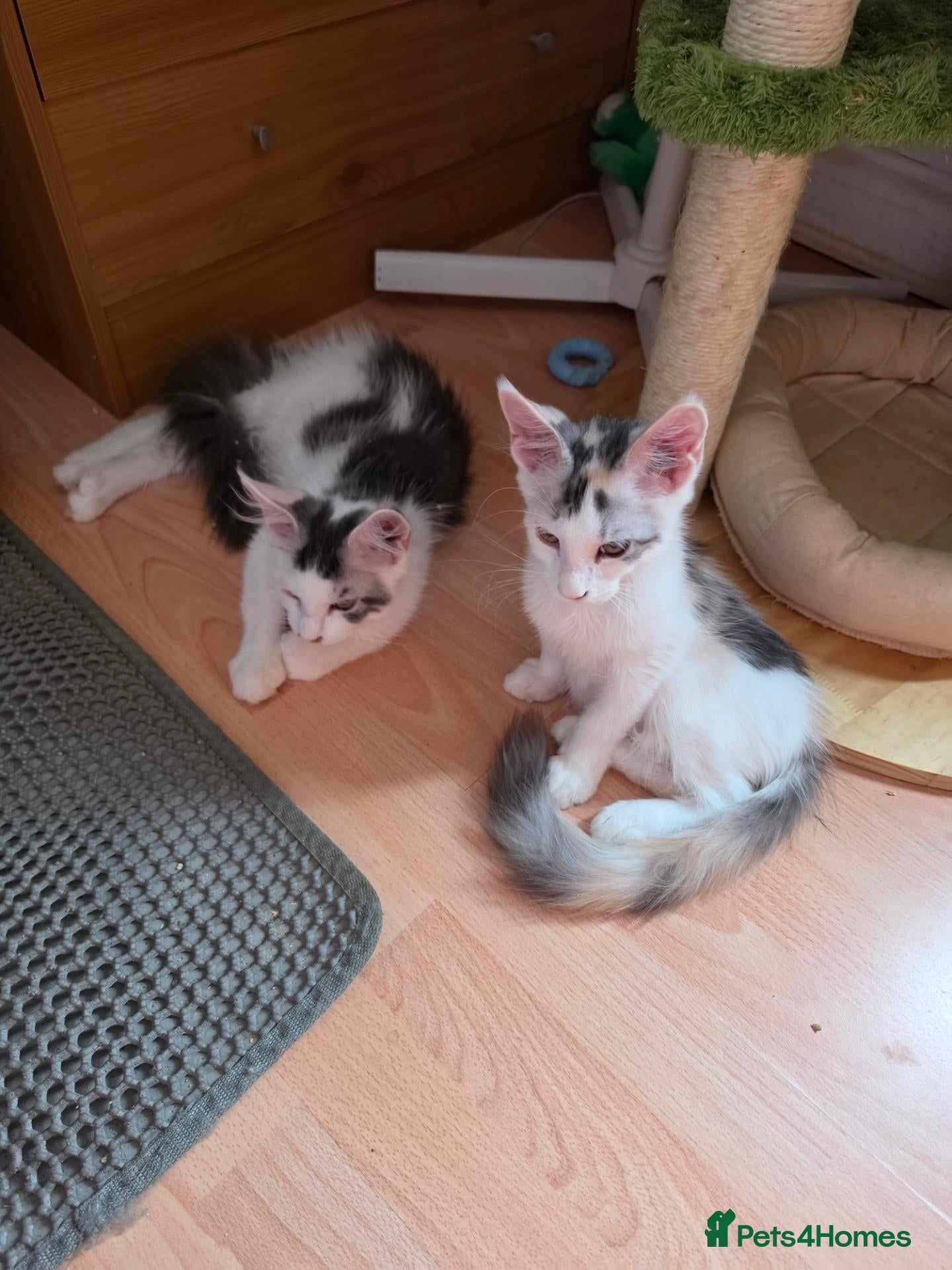 Maine Coon cats TICA REGISTERED STUNNING KITTENS  - Advert 7