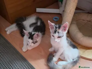 Maine Coon cats TICA REGISTERED STUNNING KITTENS - Advert 7