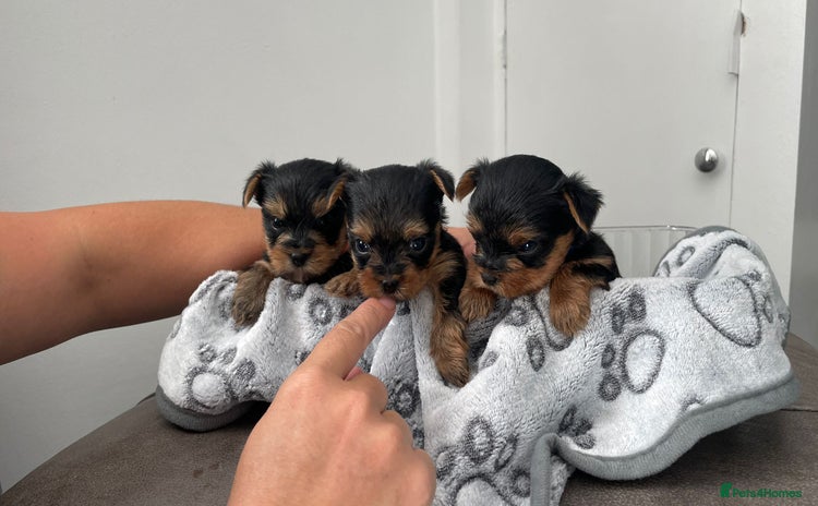 Yorkshire Terrier dogs - Advert 2