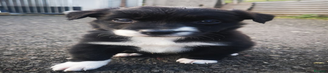 Border Collie Puppy 3