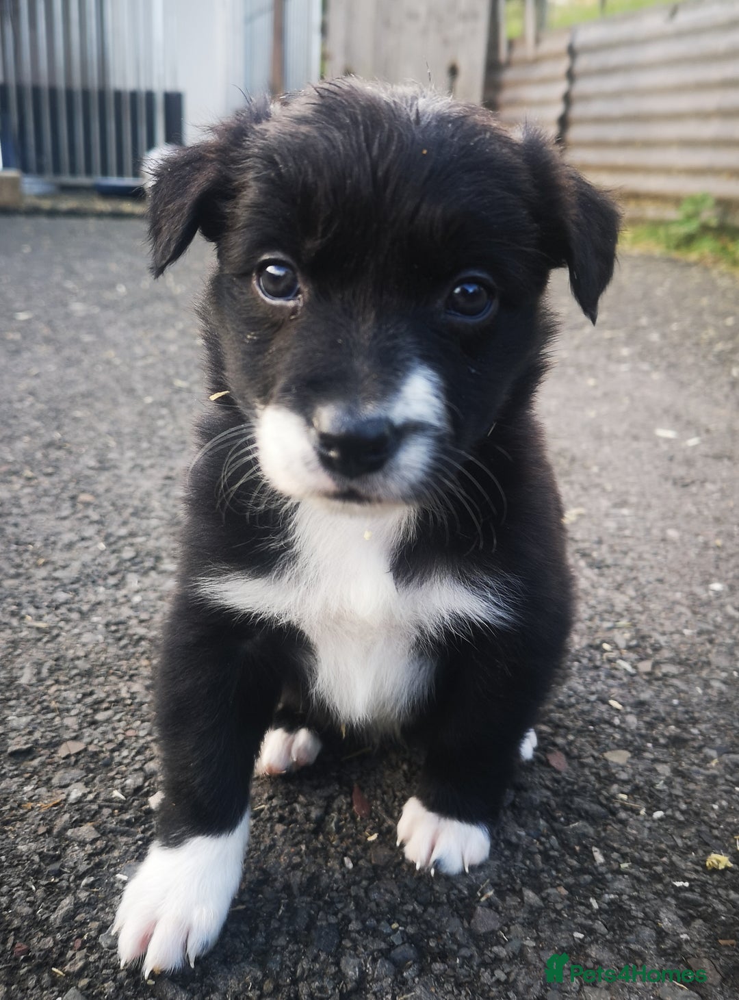 Border Collie dogs for sale: Beautiful Fluffy Collie Puppies  - Image 19