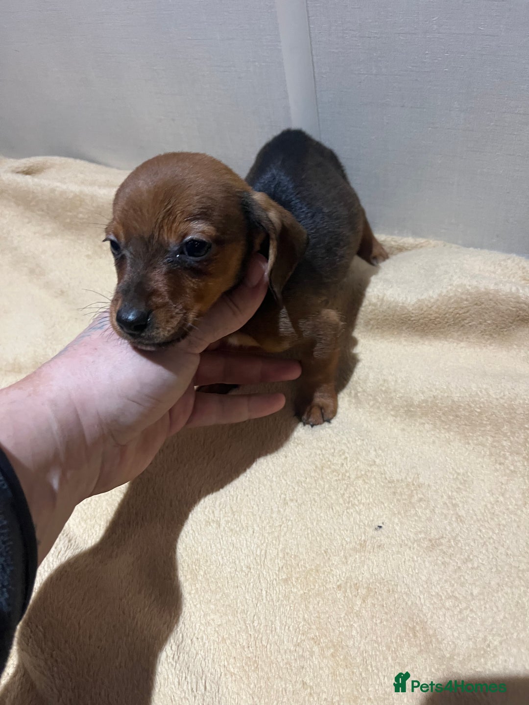 Mixed Breed dogs for sale: Dachshund x Jack russel  - Advert 2