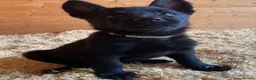 German Shepherd dogs for sale: Working Line German Shepherd Puppies - Cornwall in Hayle - Advert 21