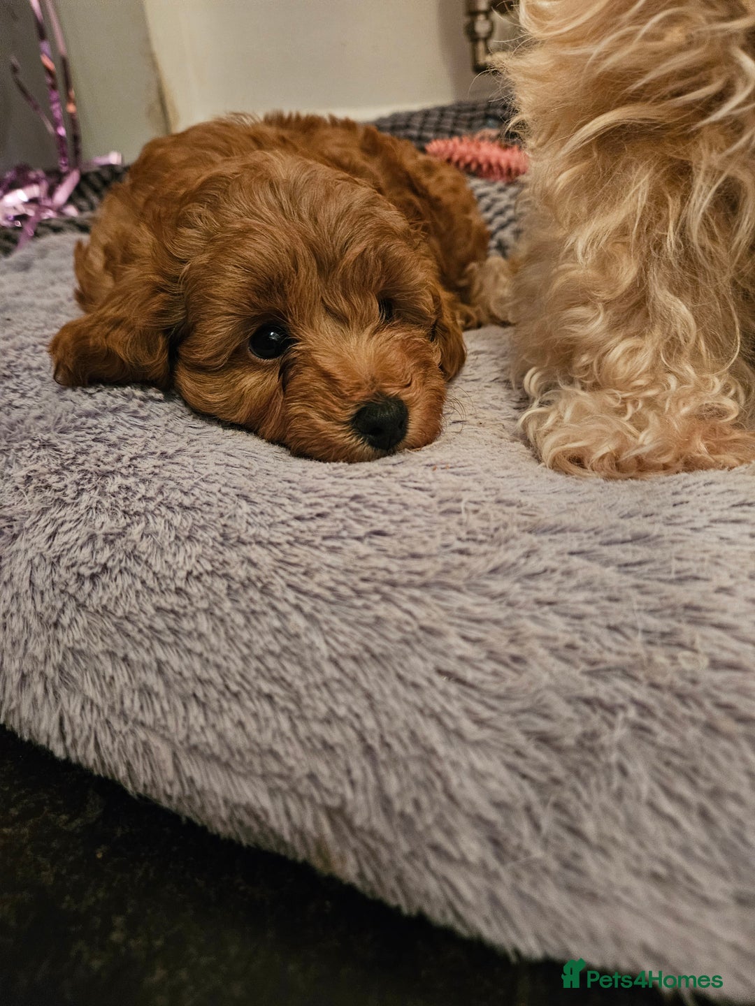 Maltipoo dogs for sale: Stunning Maltipoo Puppies ❤️  - Image 7