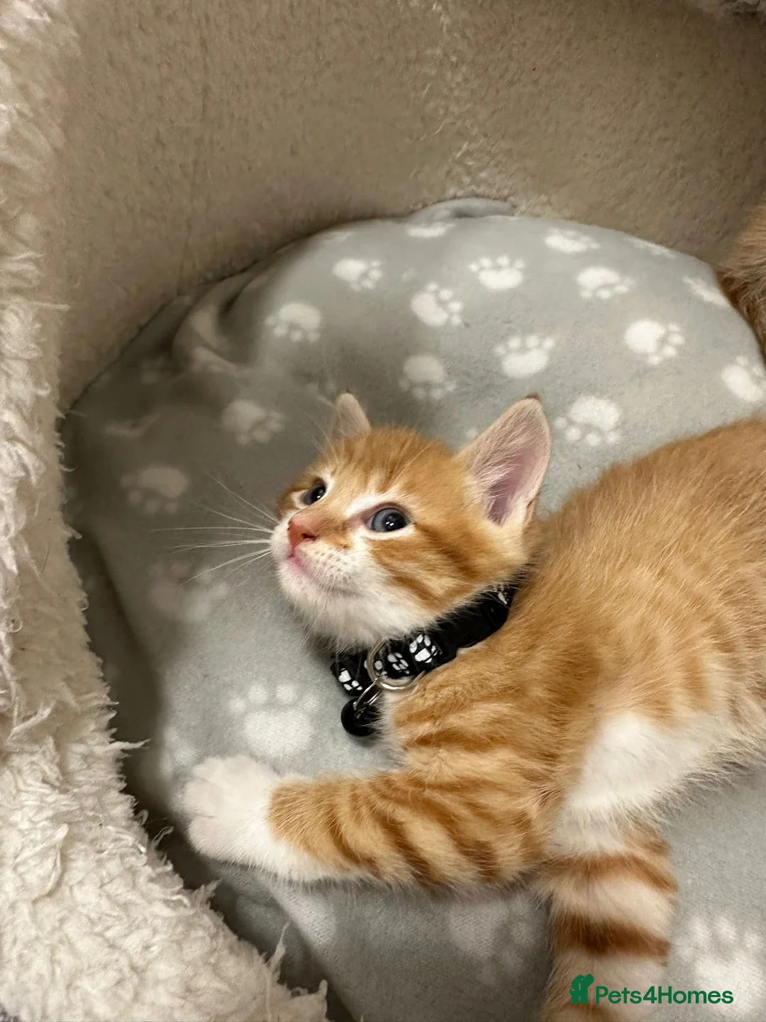 Mixed Breed cats for sale: 4 Adorable Ginger Kittens - Advert 8