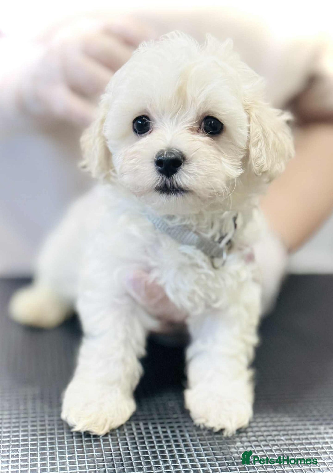 Maltipoo dogs for sale: Maltipoo  - Image 4