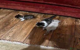 Mixed Breed cats for sale: Kittens for sale - Image 19