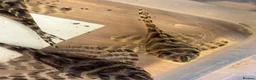 Plecos fish for sale: Large amount of L333 & L333 GoldlinePlecos. 1”-4” - Advert 4