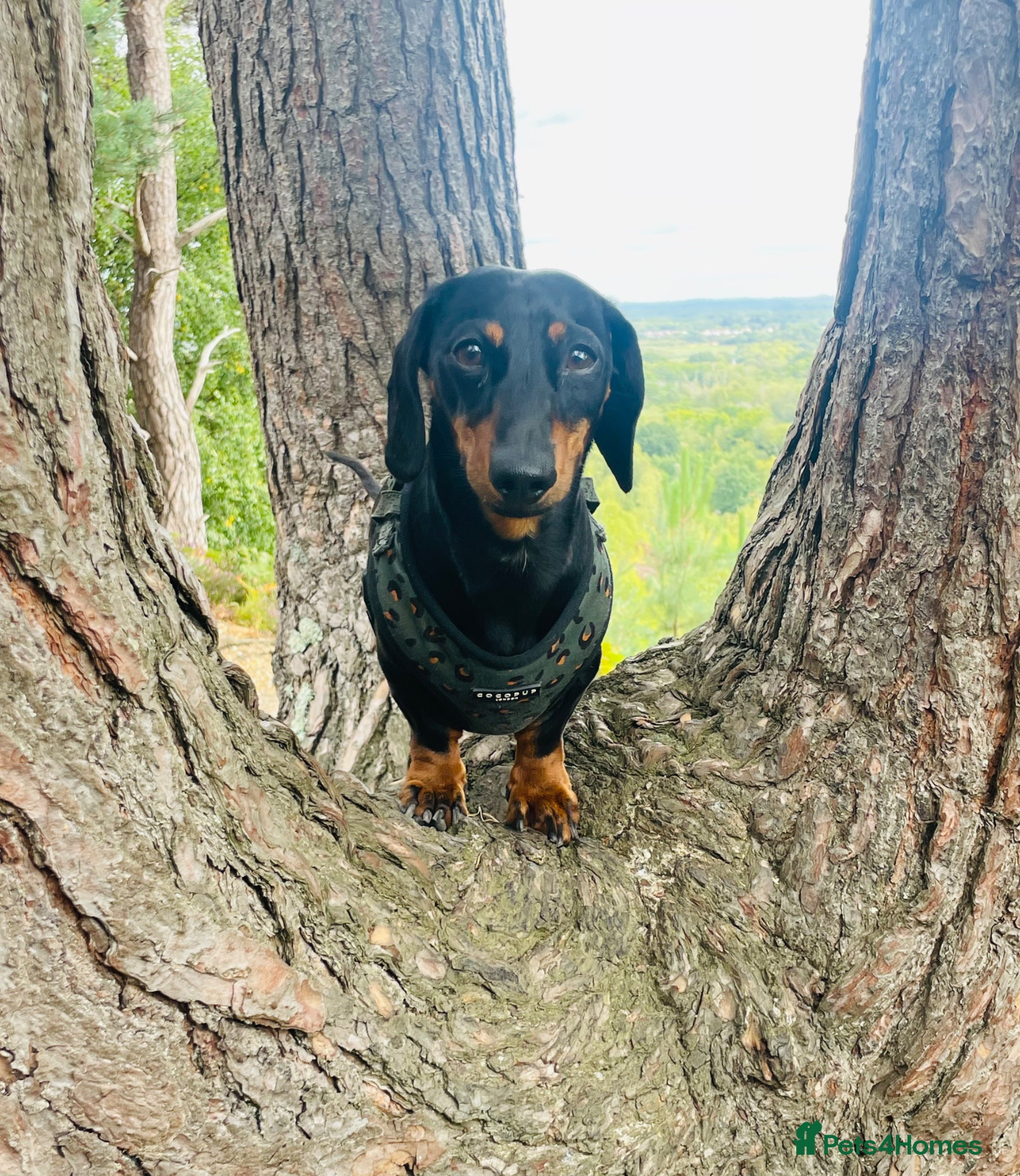 Miniature Dachshund dogs for stud: KC Reg Miniature smooth haired Dachshund for stud - Advert 4