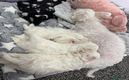 Maltese dogs for sale: 🐶 Adorable Male Maltese Puppies for Sale 🐾 - Image 10