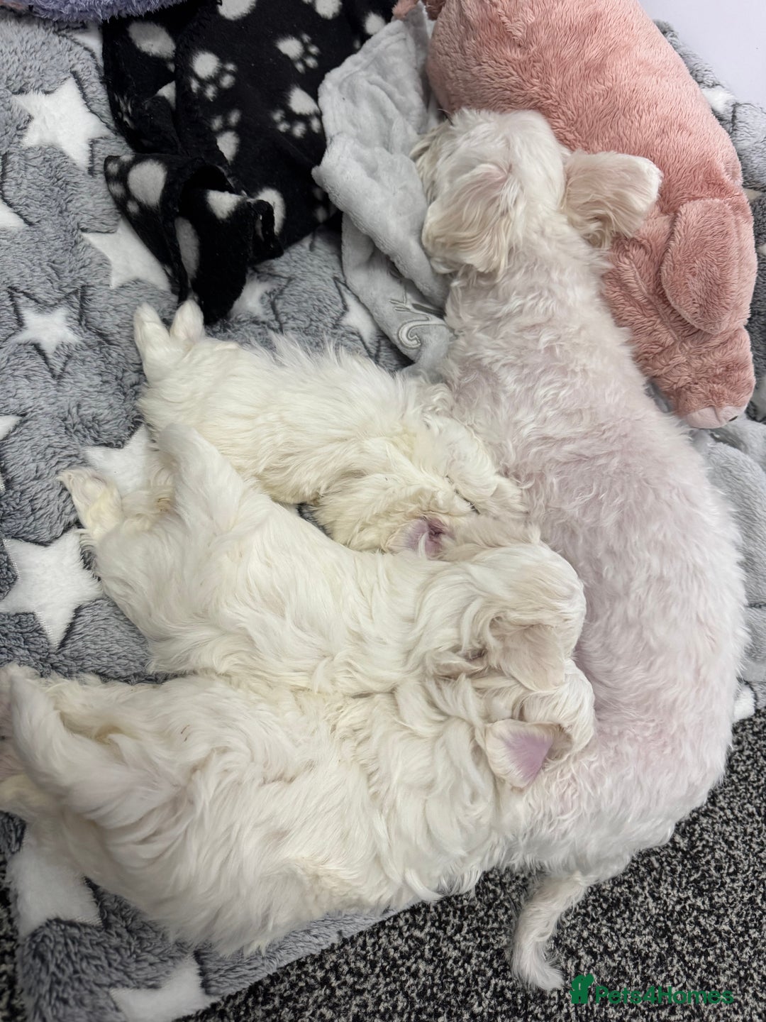 Maltese dogs for sale: 🐶 Adorable Male Maltese Puppies for Sale 🐾 - Image 10