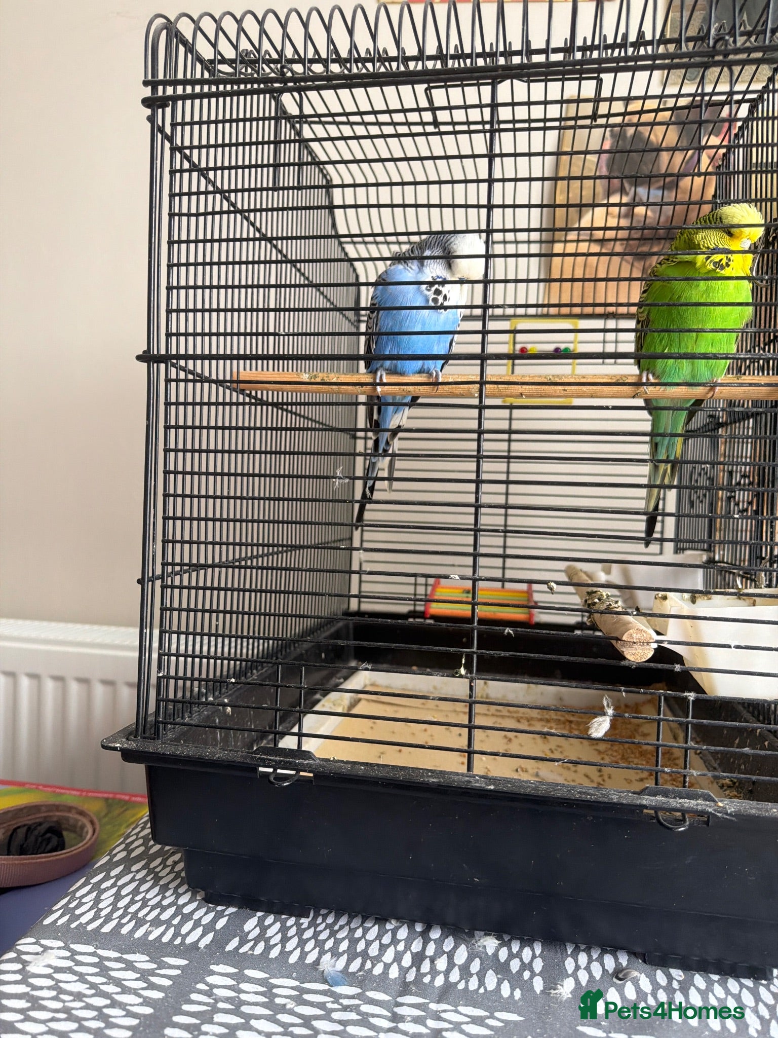 Budgerigars birds Male and female budgies with cage and sand sheet  - Advert 15