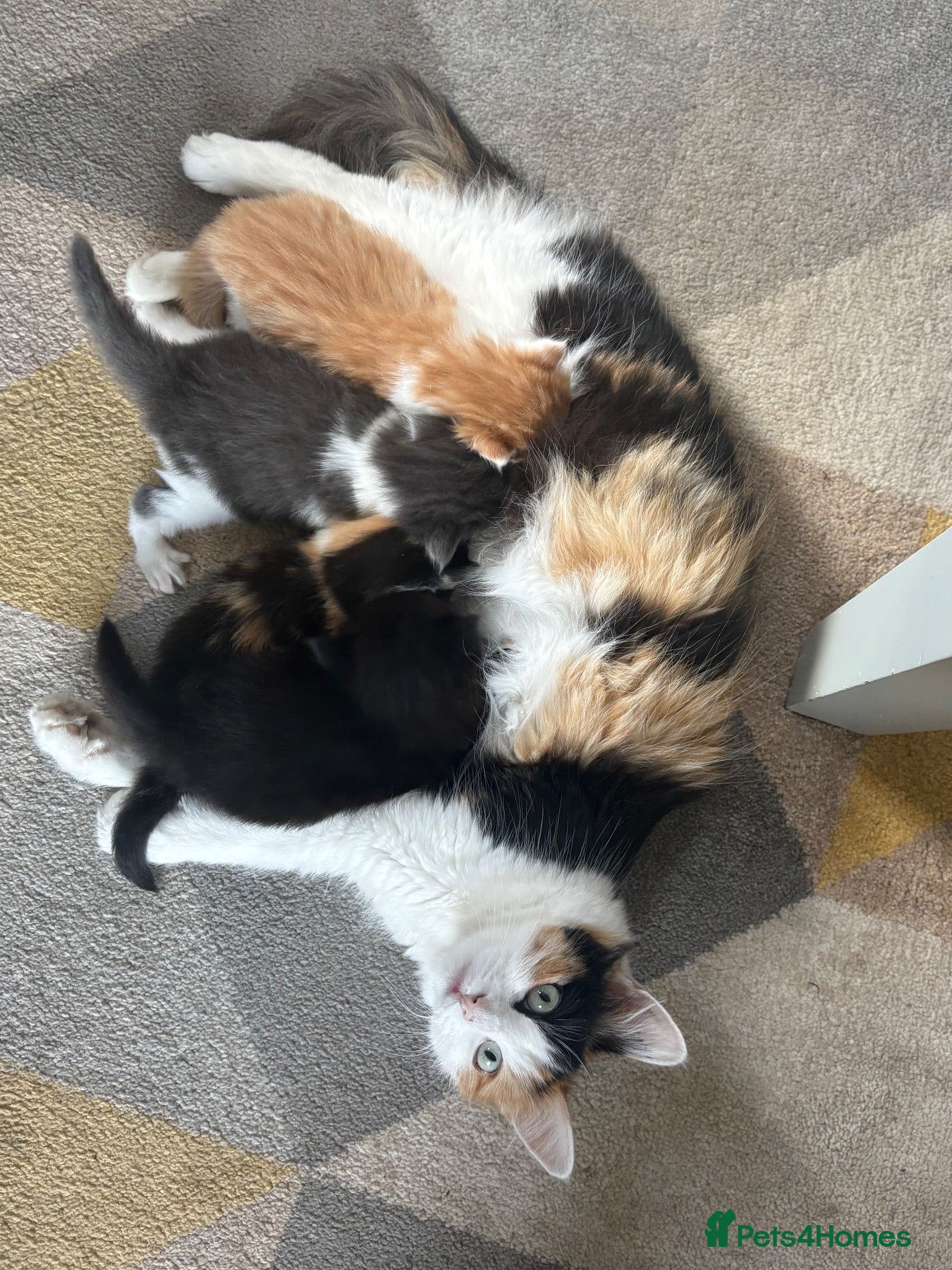 Mixed Breed cats Stunning kittens  - Advert 7