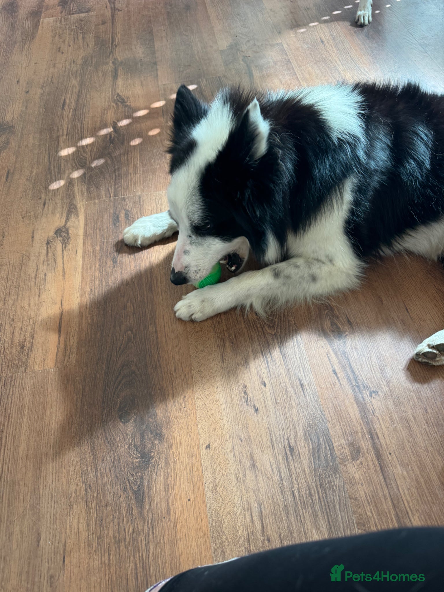 Border Collie dogs Rock  - Advert 17