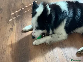 Border Collie dogs Rock - Advert 17