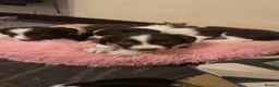 English Springer Spaniel dogs for sale: English springer spaniel puppy’s  in Deeside - Advert 13