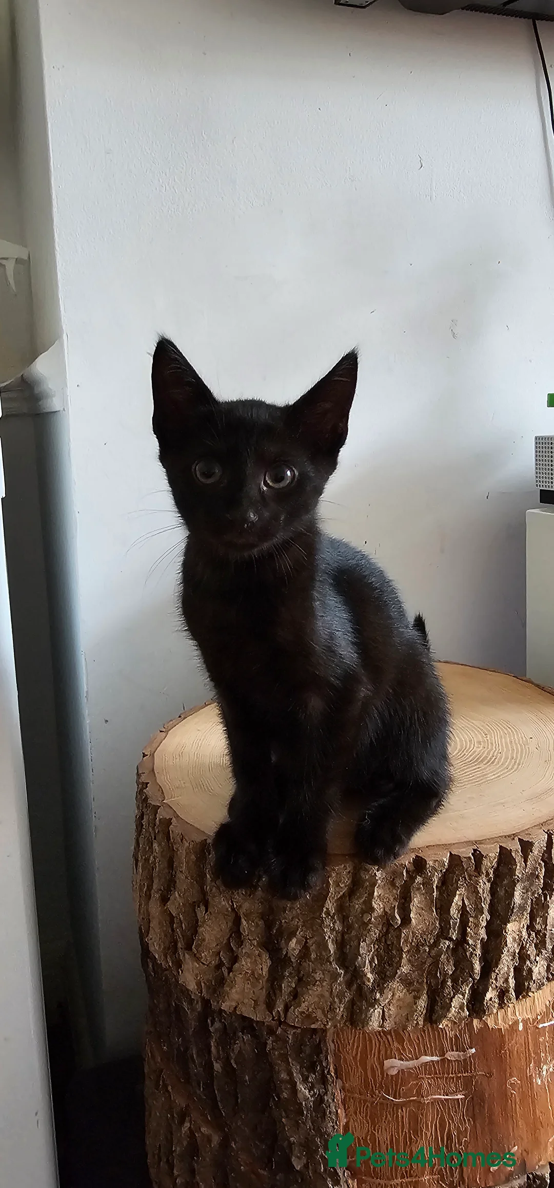 Savannah cats for sale: Gorgeous Savannh/bengal x DS  - Advert 2