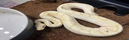 Python Snake reptiles for sale: Royal Python Collection x9 Female x1 male - Advert 8