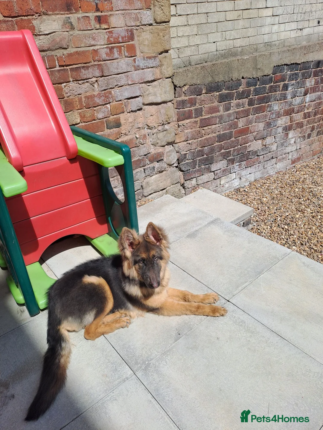 German Shepherd dogs for sale: Beautiful blue&tan pup - Advert 9