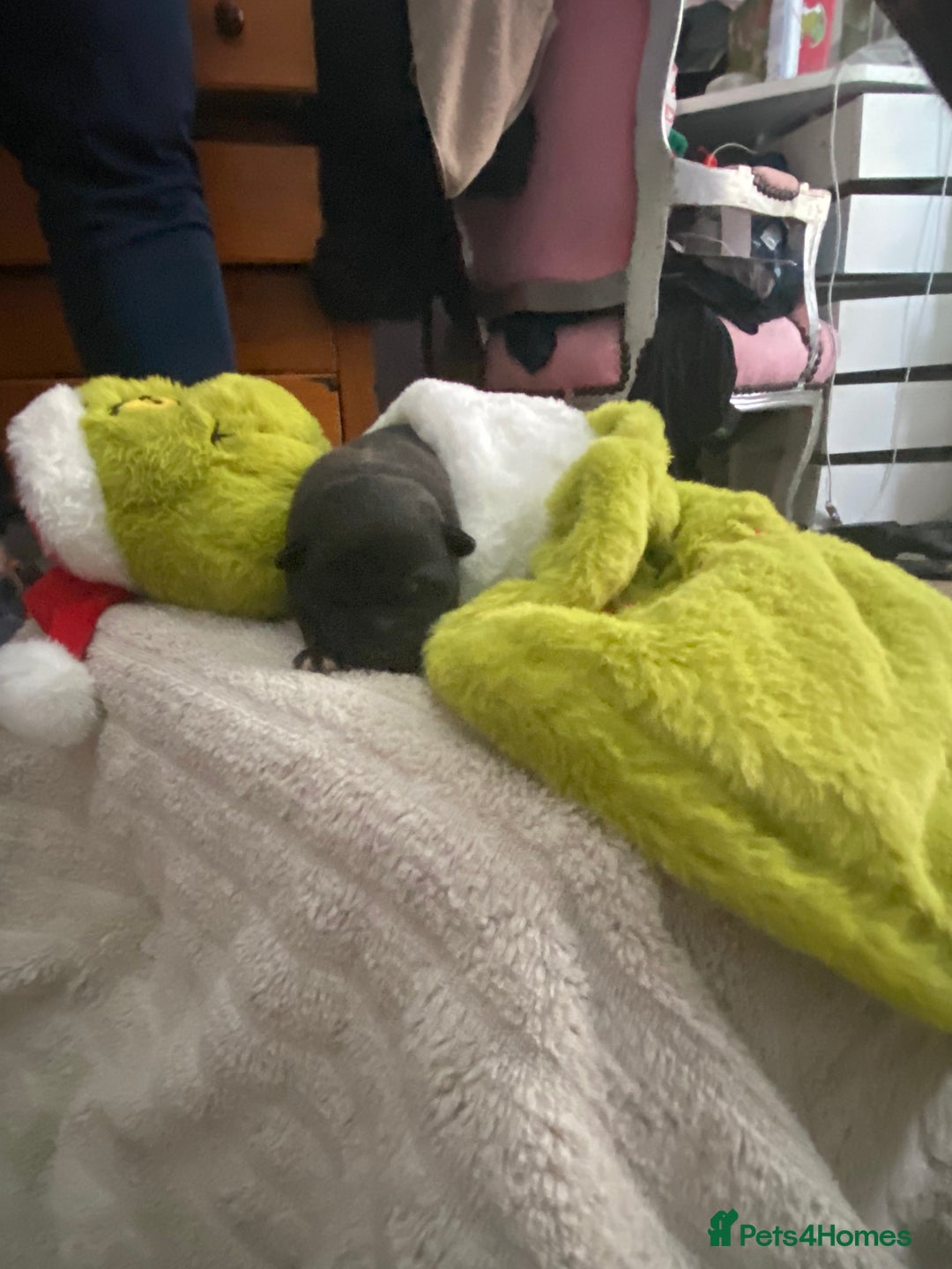 Mixed Breed dogs for sale: Can shepards - Advert 15