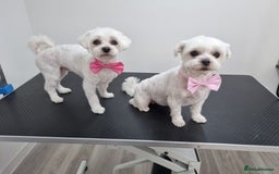 Maltese dogs for sale: KC Reg Korean Maltese girls - Image 2