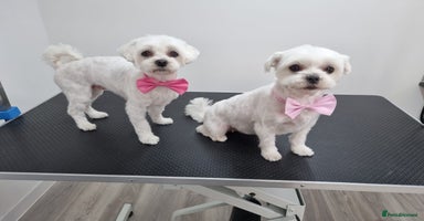 Maltese dogs - Advert 1