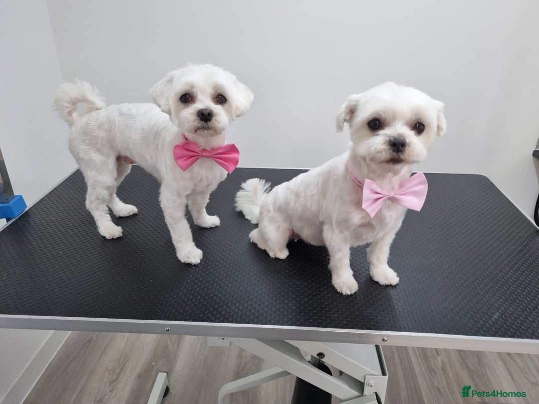 Maltese dogs for sale: KC Reg Korean Maltese girls - Image 2