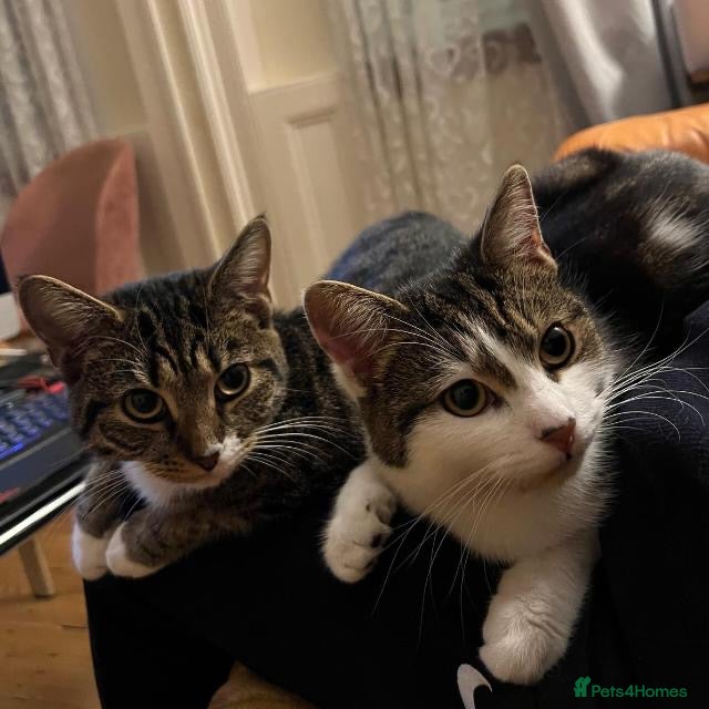 Mixed Breed cats 2 beautiful girls looking for a loving home (£0)  - Advert 2