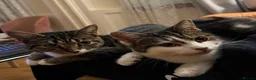 Mixed Breed cats for sale: 2 beautiful girls looking for a loving home - Advert 2