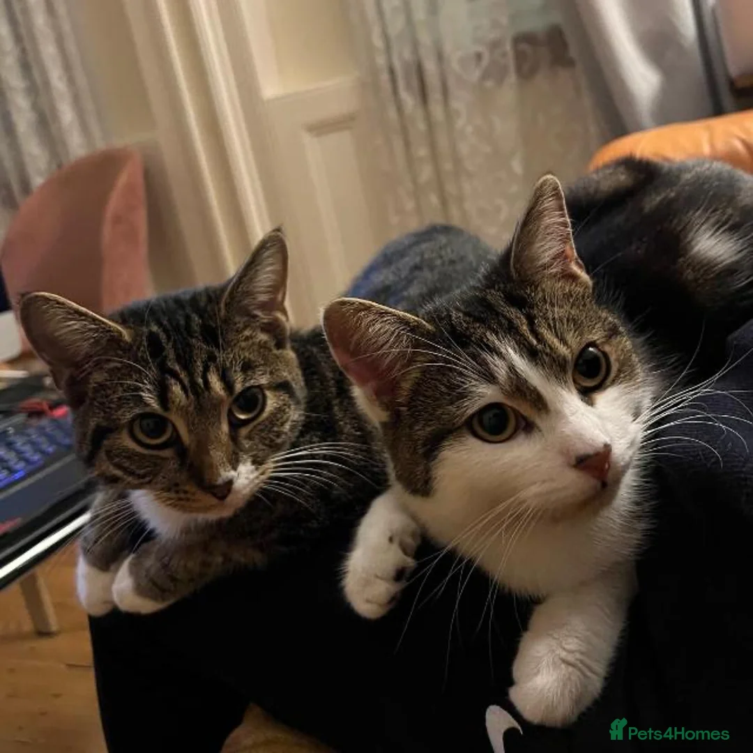Mixed Breed cats for sale: 2 beautiful girls looking for a loving home - Advert 2