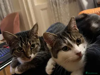 Mixed Breed cats 2 beautiful girls looking for a loving home (£0) - Advert 17