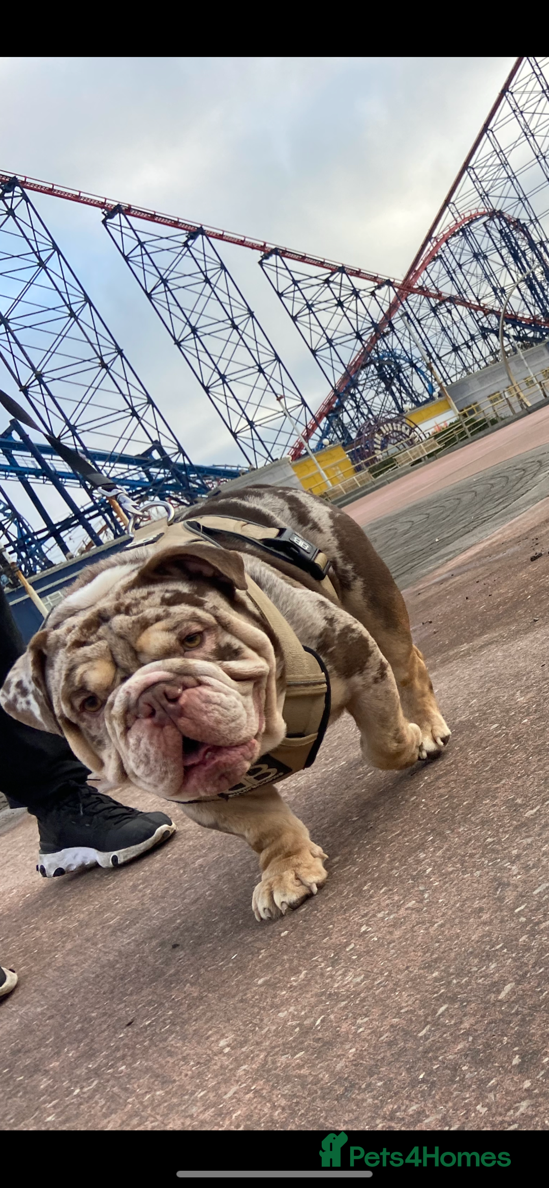 English Bulldog dogs for stud: Chocolate & Tan Merle Bulldog Stud Proved - Advert 2