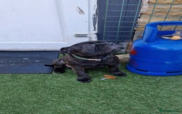 Staffordshire Bull Terrier dogs for sale: Black brindle staffordshire bull terrier male - Advert 5