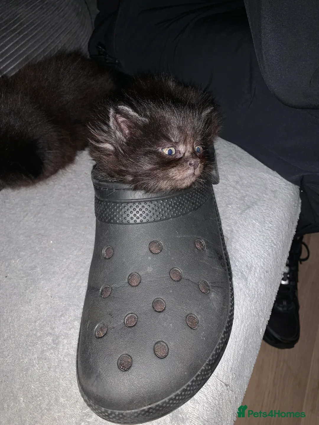 Maine Coon cats for sale: 2 Maine coon kittens for sale  - Advert 2
