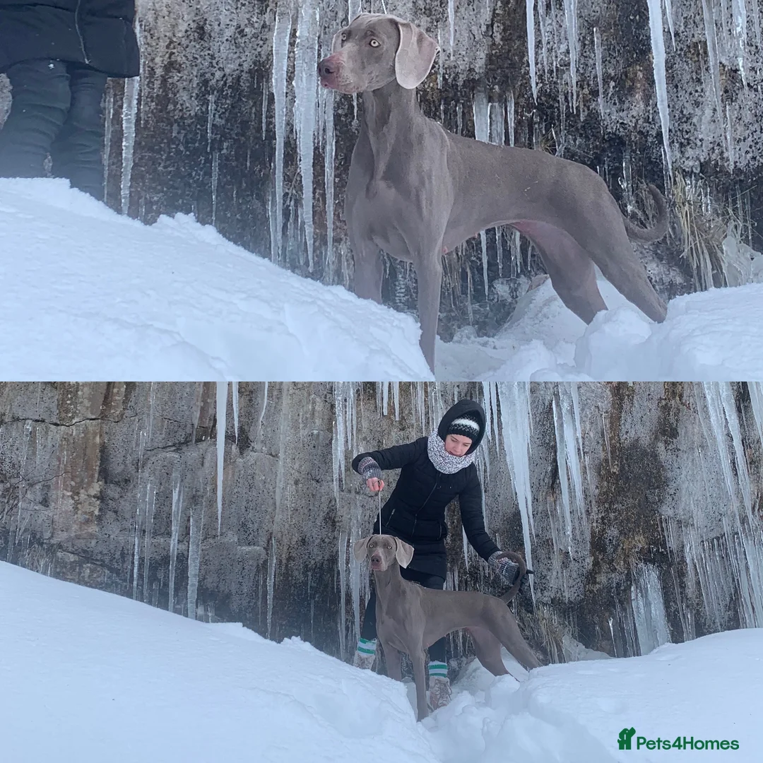 Weimaraner dogs for sale: Weimaraner outstanding puppies - Advert 2