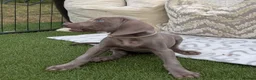 Weimaraner dogs for sale: 7 Weimaraner pups for sale ! - Advert 4