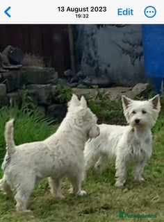 West Highland Terrier dogs West Highland Terrier Puppies Manchester - Advert 8