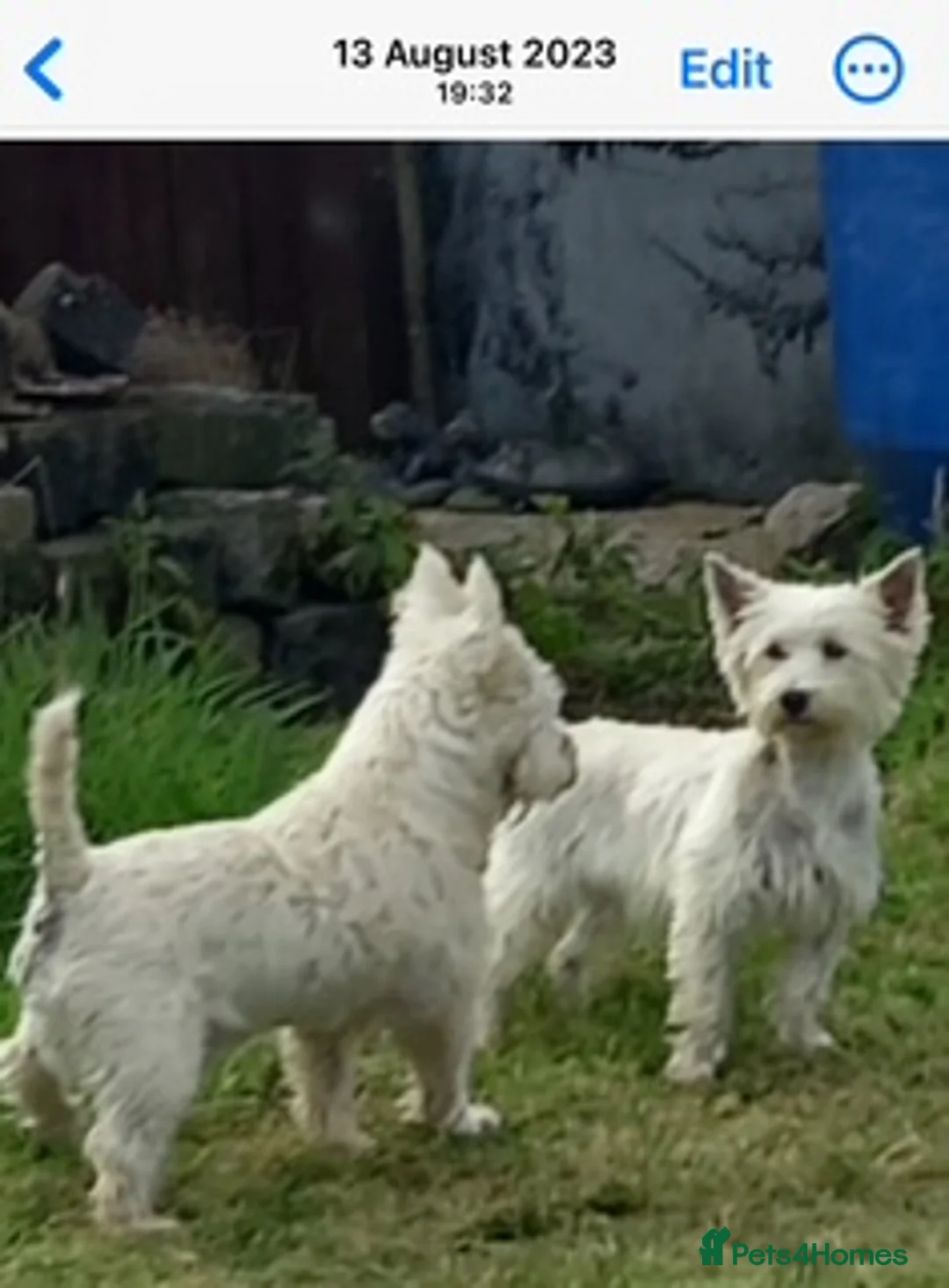 West Highland Terrier dogs for sale: West Highland Terrier Puppies Manchester - Advert 1