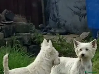West Highland Terrier dogs West Highland Terrier Puppies Manchester - Advert 8
