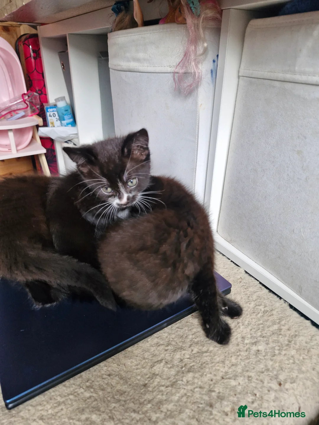 Mixed Breed cats for sale: 3 gorgeous kittens  - Advert 3