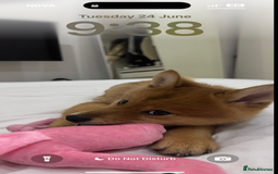 Mixed Breed dogs for sale: Beautiful 7 month old Pomshi hybrid  - Image 5