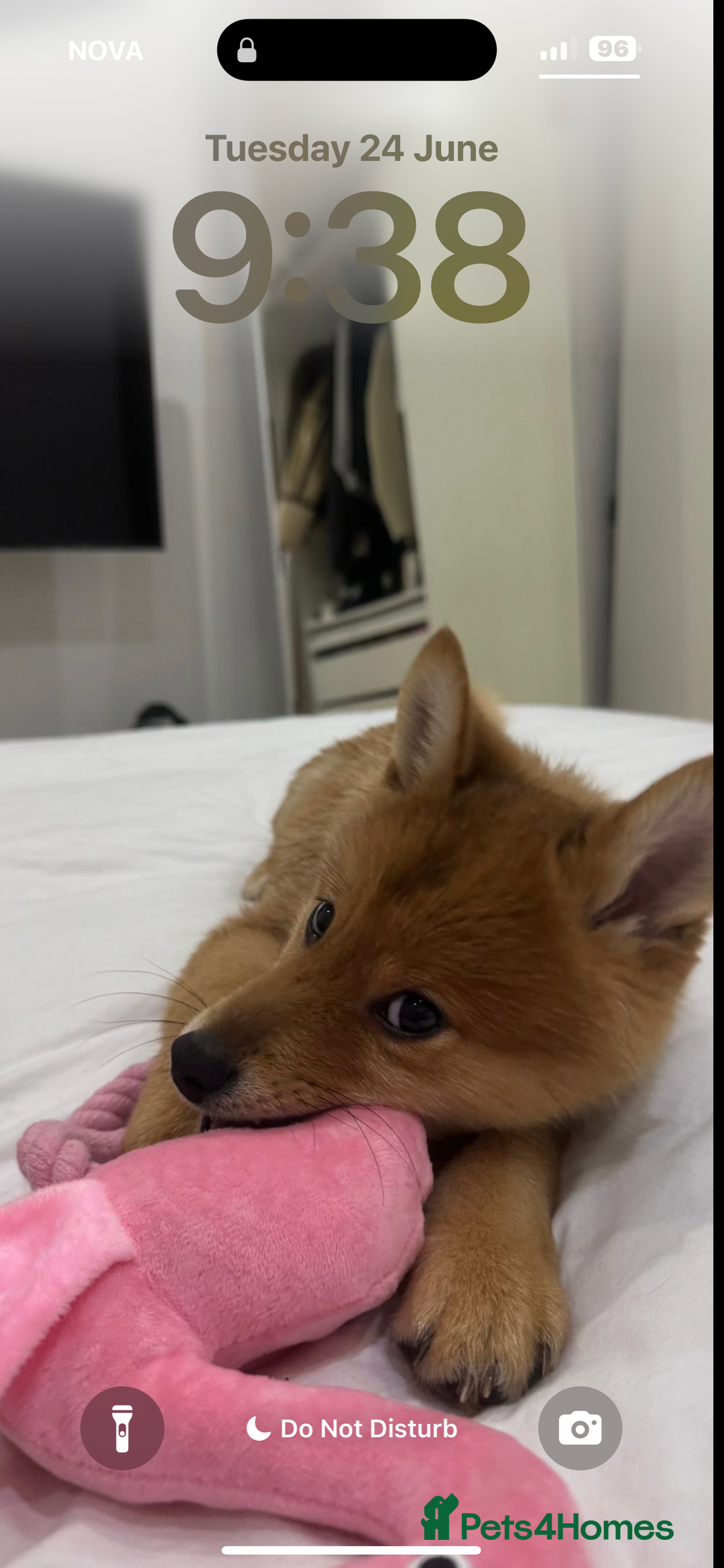 Mixed Breed dogs for sale: Beautiful 7 month old Pomshi hybrid  - Image 5