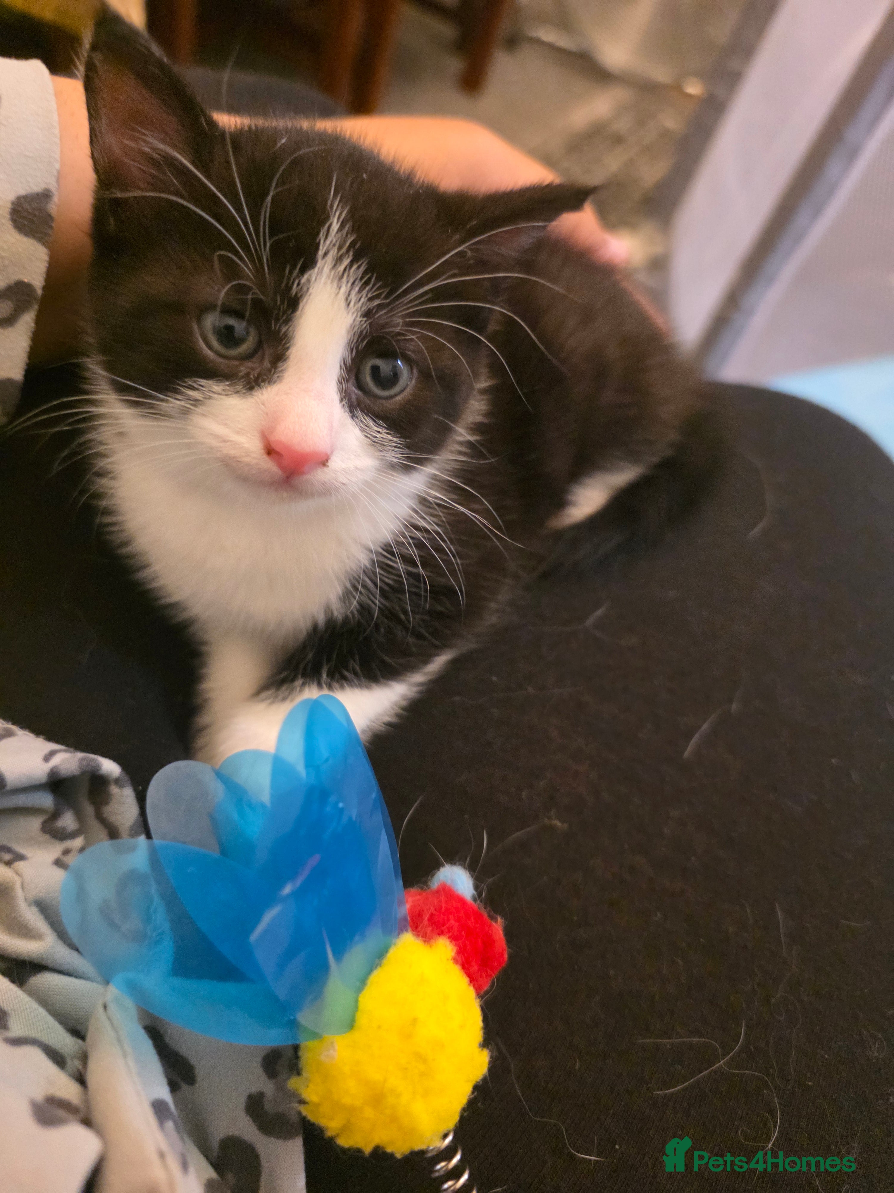 British Shorthair cats Tuxedo Kitten Ready to collect 15/07 - Advert 1