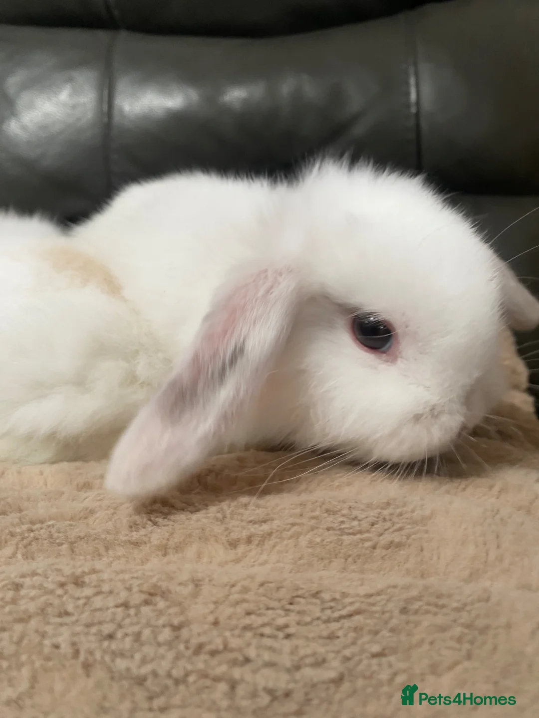 Mini Lop rabbits for sale: Mini lop litter ready 3rd April - Advert 7