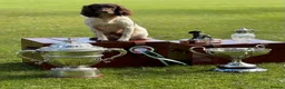 English Springer Spaniel dogs for stud: CHAMPIONSHIP WINNER 2025,ROSEBAY BLUE,HEALTHTESTED in Bristol - Advert 12