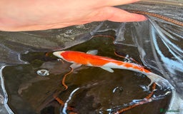 Koi Carp fish for sale: Japanese koi carp  - Image 6