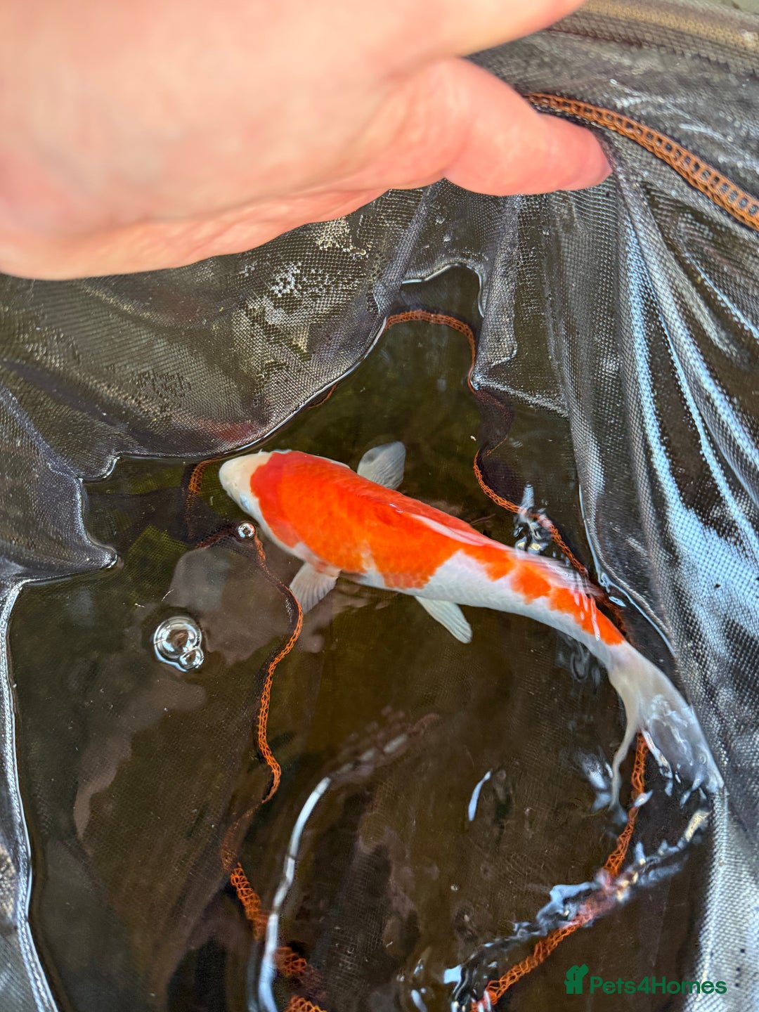 Koi Carp fish for sale: Japanese koi carp  - Image 6