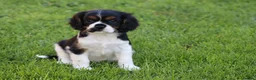 Mixed Breed dogs for sale: Playful Pugalier puppies for sale!  - Advert 33