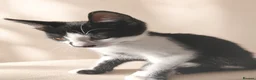 Aphrodite Giant cats for sale: Lovely kittens  - Advert 5