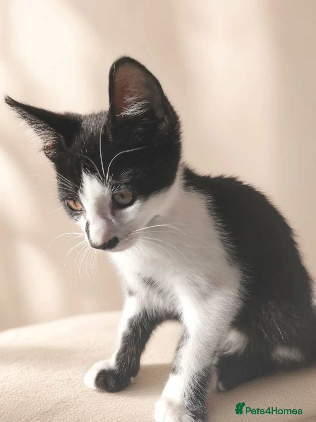 Aphrodite Giant cats for sale: Lovely kittens  - Advert 5
